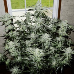 Nasiona marihuany Yummy - opis odmiany konopi