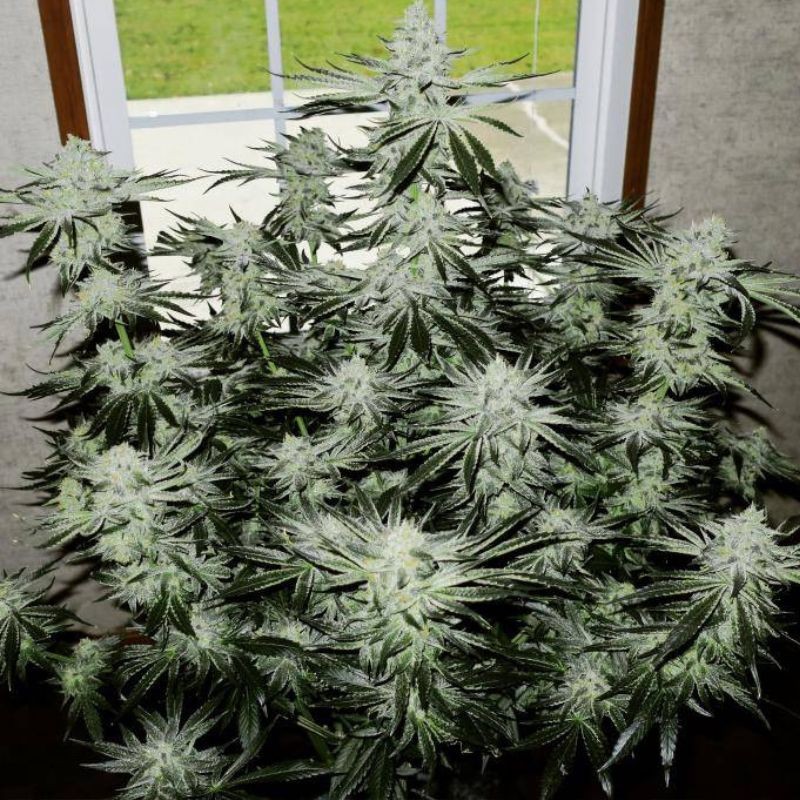 Nasiona marihuany Yummy - opis odmiany konopi