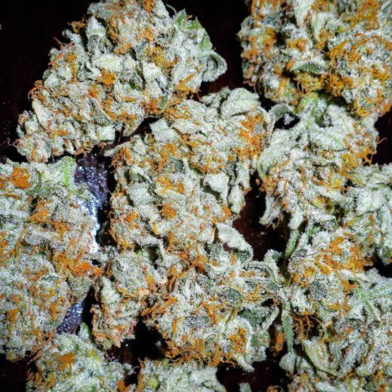 Nasiona marihuany Sour P - opis odmiany konopi