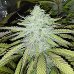 Nasiona marihuany L.A. Ultra - opis odmiany konopi