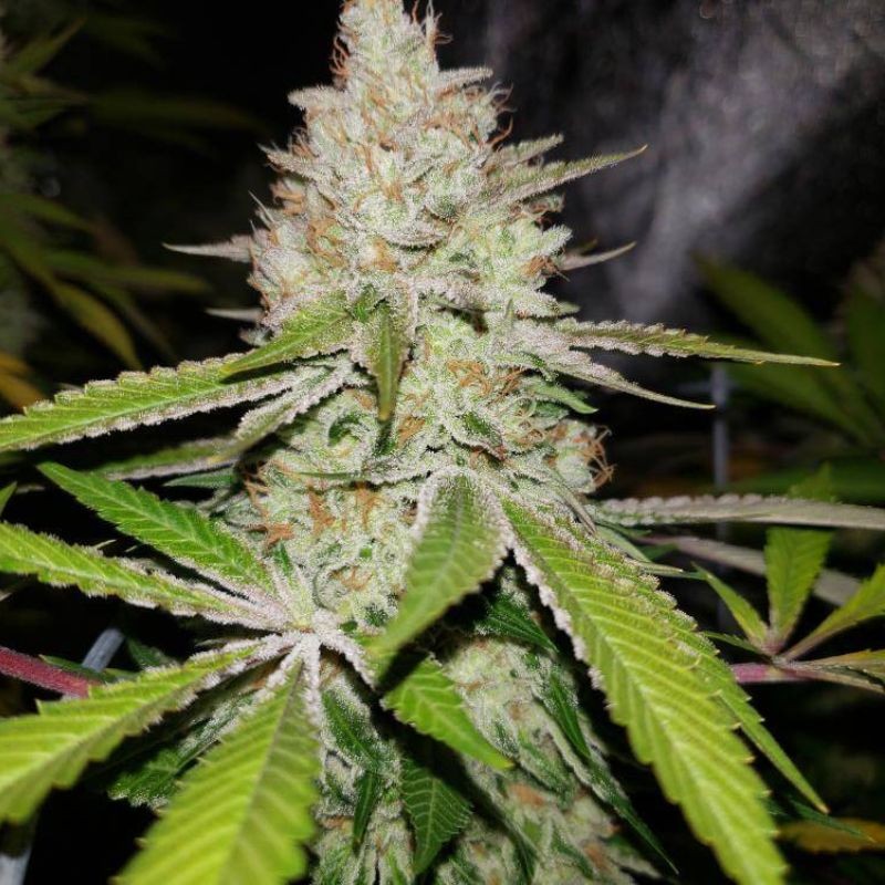 Nasiona marihuany Hammershark - odmiana konopi