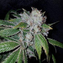 Nasiona marihuany Dieseltonic - odmiana konopi