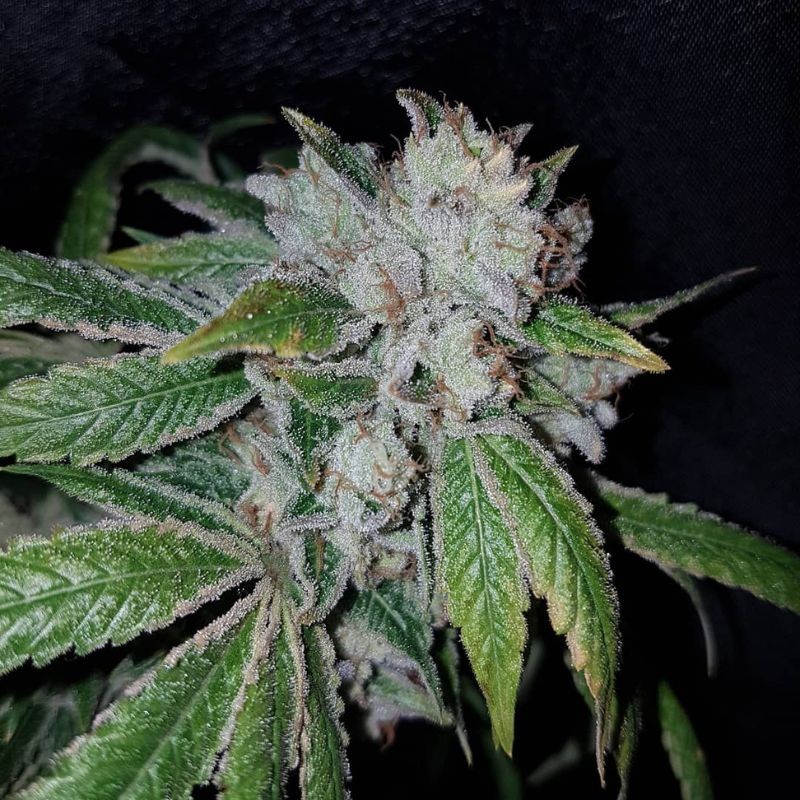Nasiona marihuany Dieseltonic - odmiana konopi
