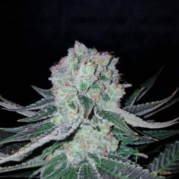 Nasiona marihuany Critical Haze Kabrales - odmiana konopi