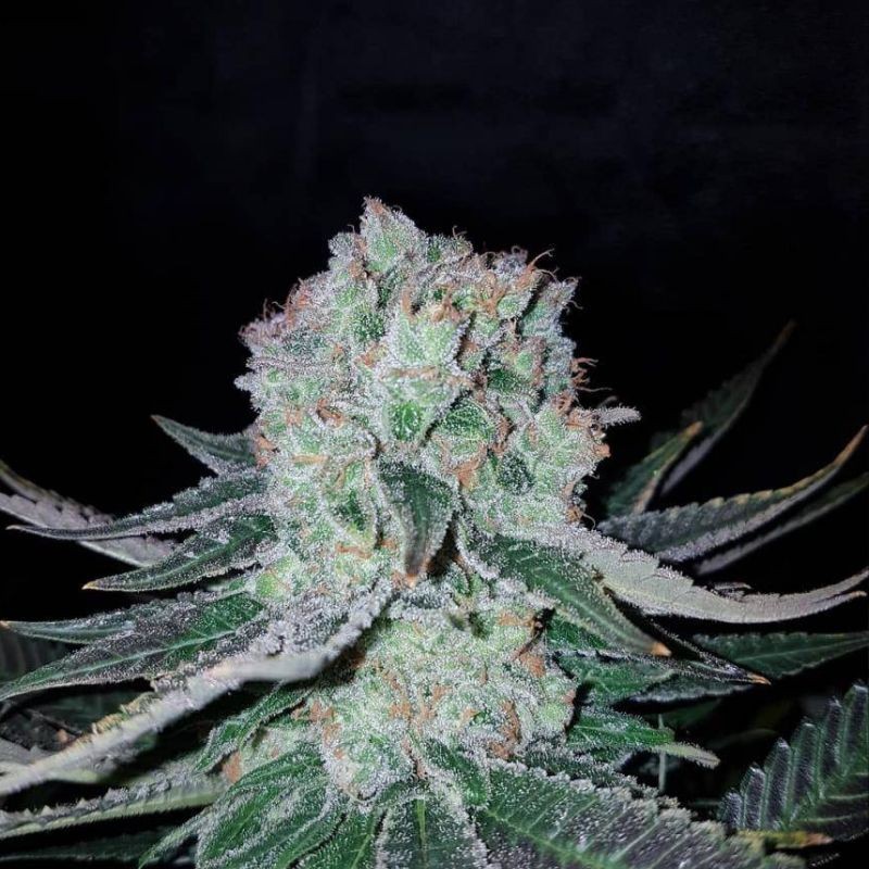 Nasiona marihuany Critical Haze Kabrales - odmiana konopi