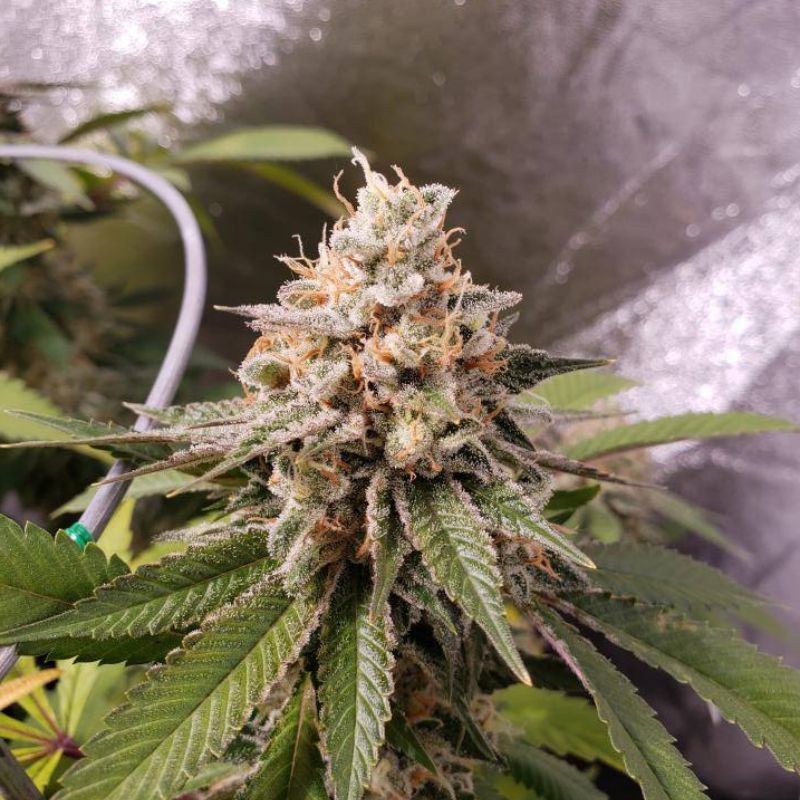 Nasiona marihuany Cannatonic - odmiana konopi