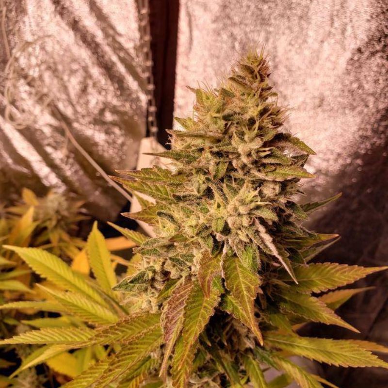 Nasiona marihuany Bubblicious - odmiana konopi