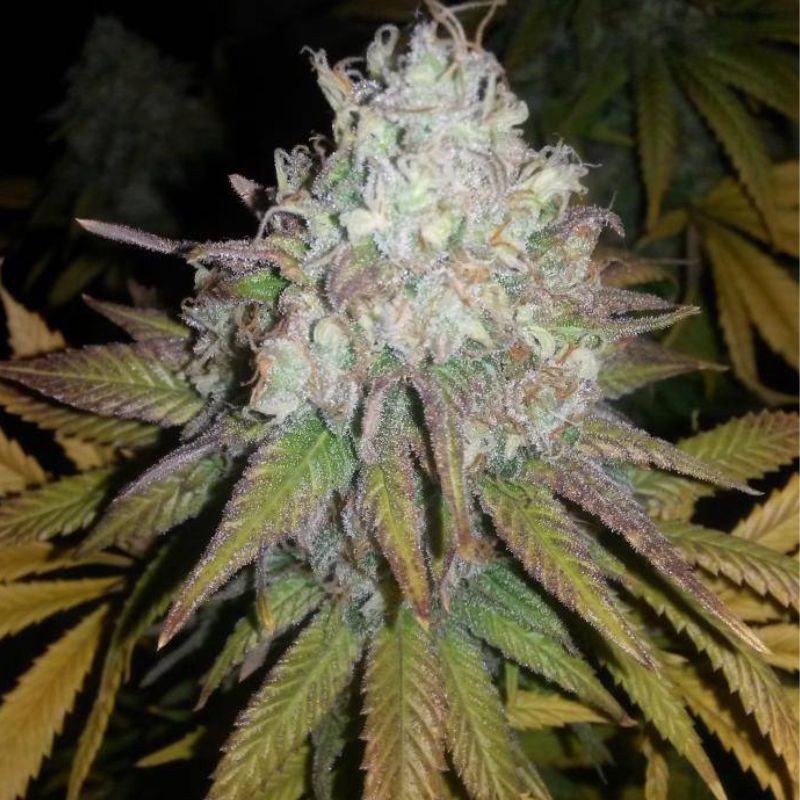 Nasiona marihuany Purple OG 18 - opis odmiany konopi