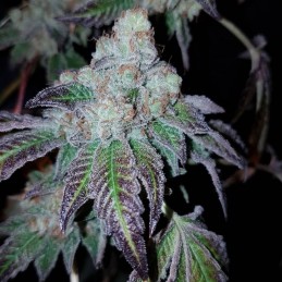 Nasiona marihuany Skywalker Kush - opis odmiany konopi