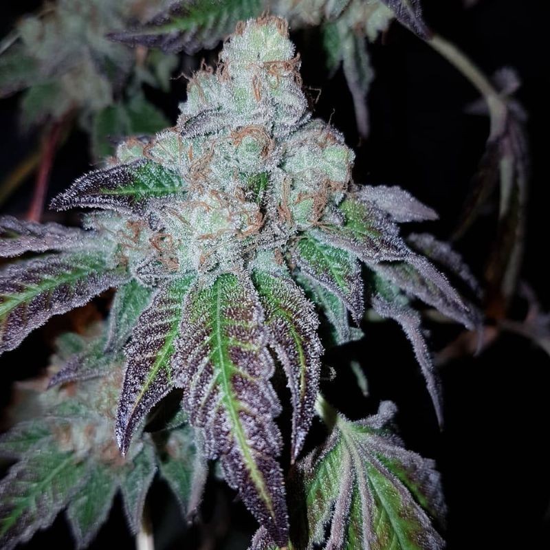 Nasiona marihuany Skywalker Kush - opis odmiany konopi