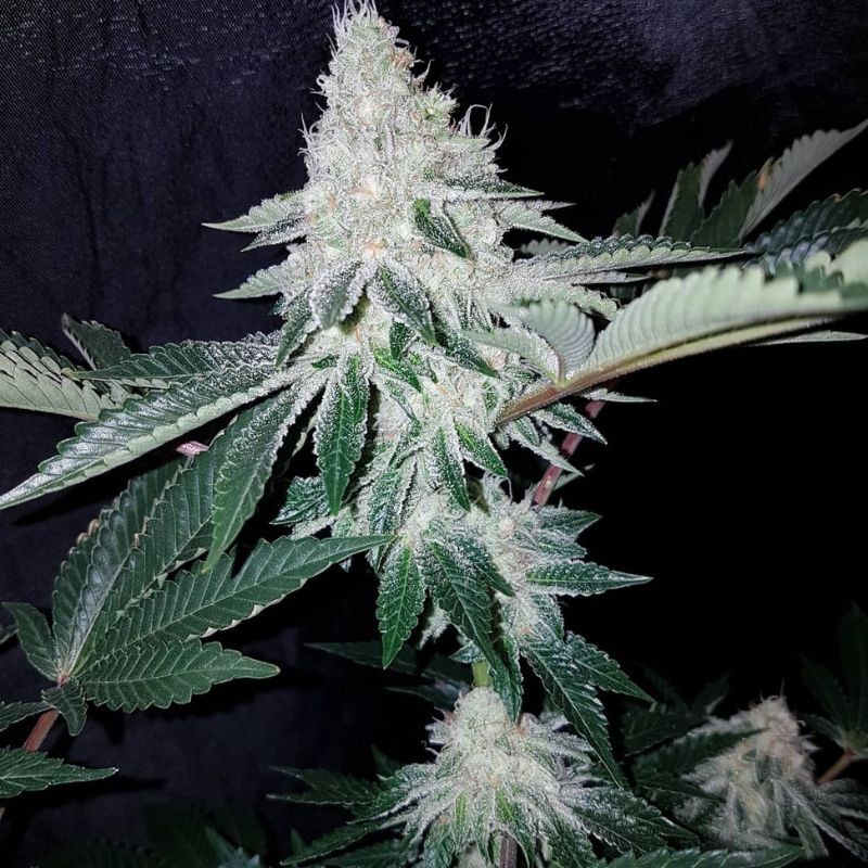 Nasiona marihuany Silver Kush - opis odmiany konopi