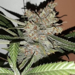 Nasiona marihuany Silver Bubble - opis odmiany konopi