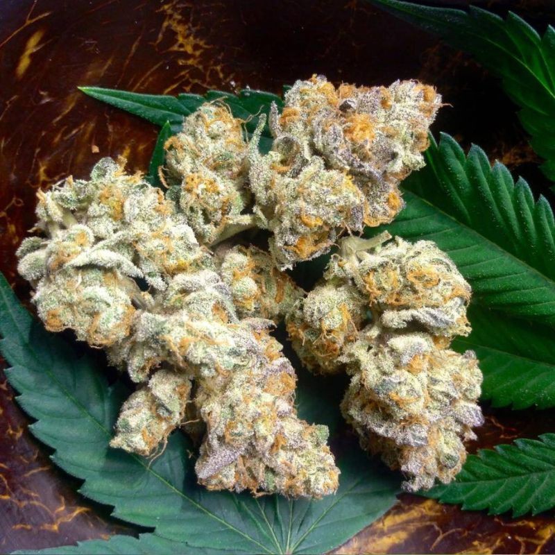 Nasiona marihuany Purple Wreck - opis odmiany konopi