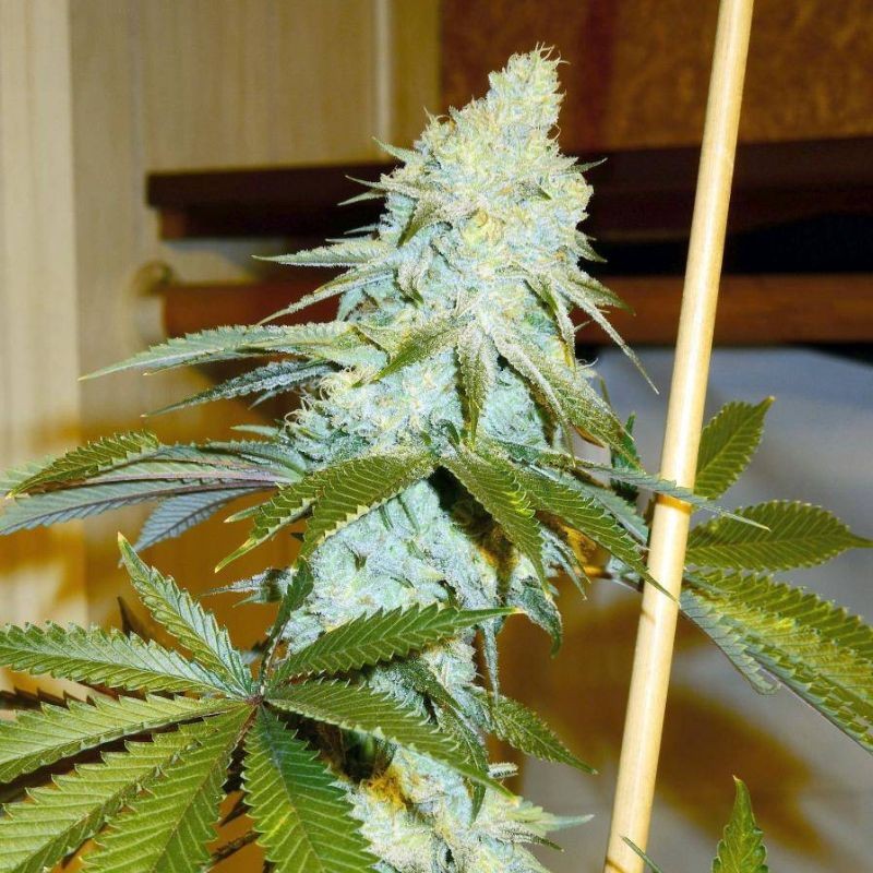 Nasiona marihuany Kosher Kush - opis odmiany konopi