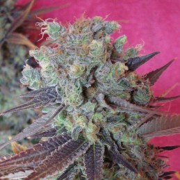 Nasiona marihuany Kandy Kush - opis odmiany konopi