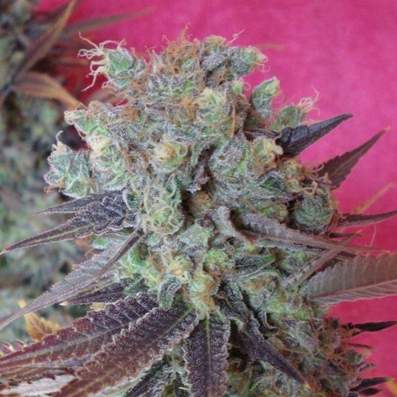 Nasiona marihuany Kandy Kush - opis odmiany konopi