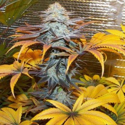 Nasiona marihuany Confidential Cheese - odmiana konopi