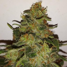 Nasiona marihuany Cole Train - odmiana konopi