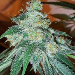 Nasiona marihuany Bass Line - odmiana konopi