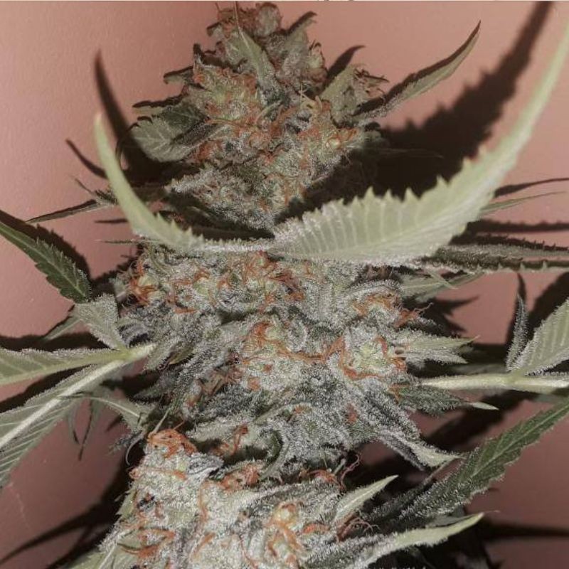 Nasiona marihuany Dancehall Regular - odmiana konopi