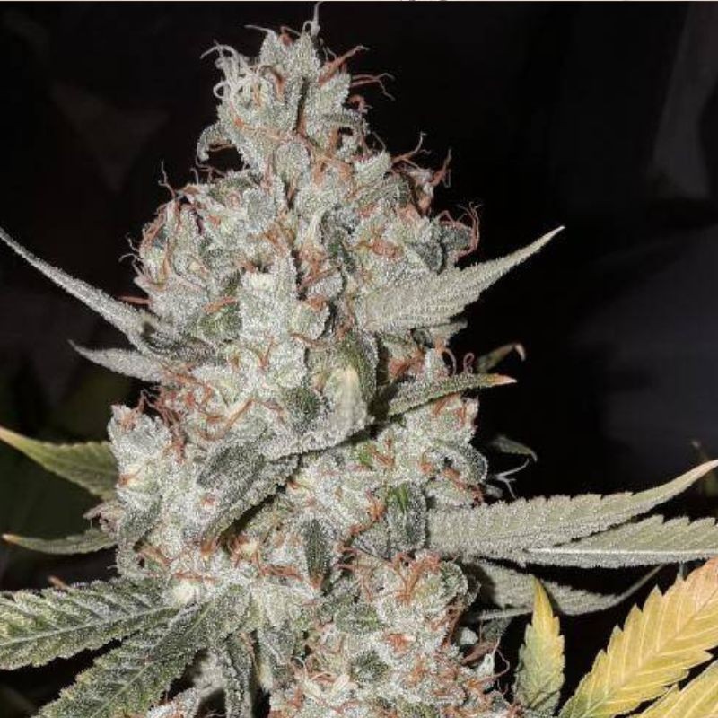 Nasiona medycznej marihuany Dub Regular - odmiana konopi