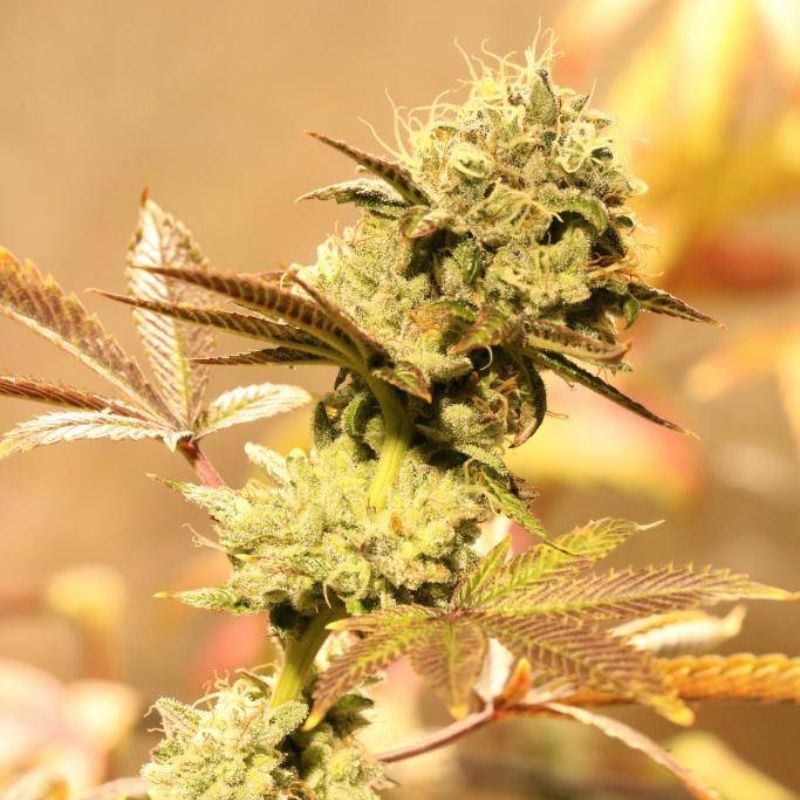 Nasiona marihuany Guayaka Regular - odmiana konopi