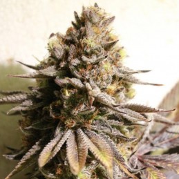 Nasiona marihuany Kalijah Regular - opis odmiany konopi