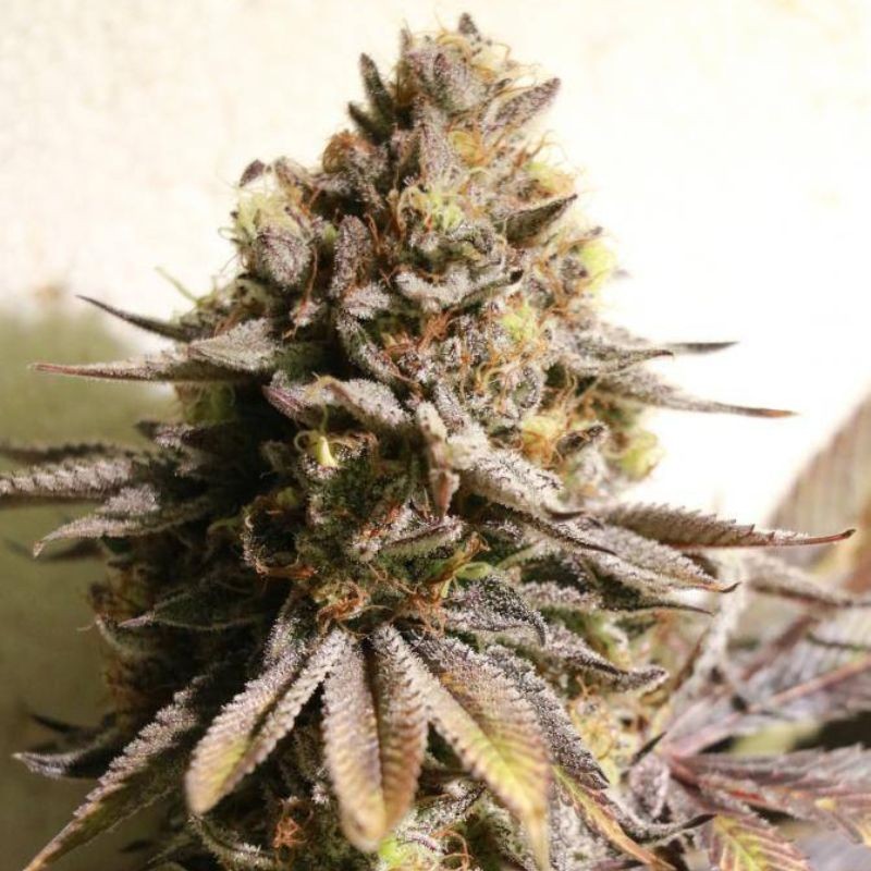Nasiona marihuany Kalijah Regular - opis odmiany konopi