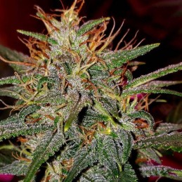 Nasiona marihuany Respect - opis odmiany konopi