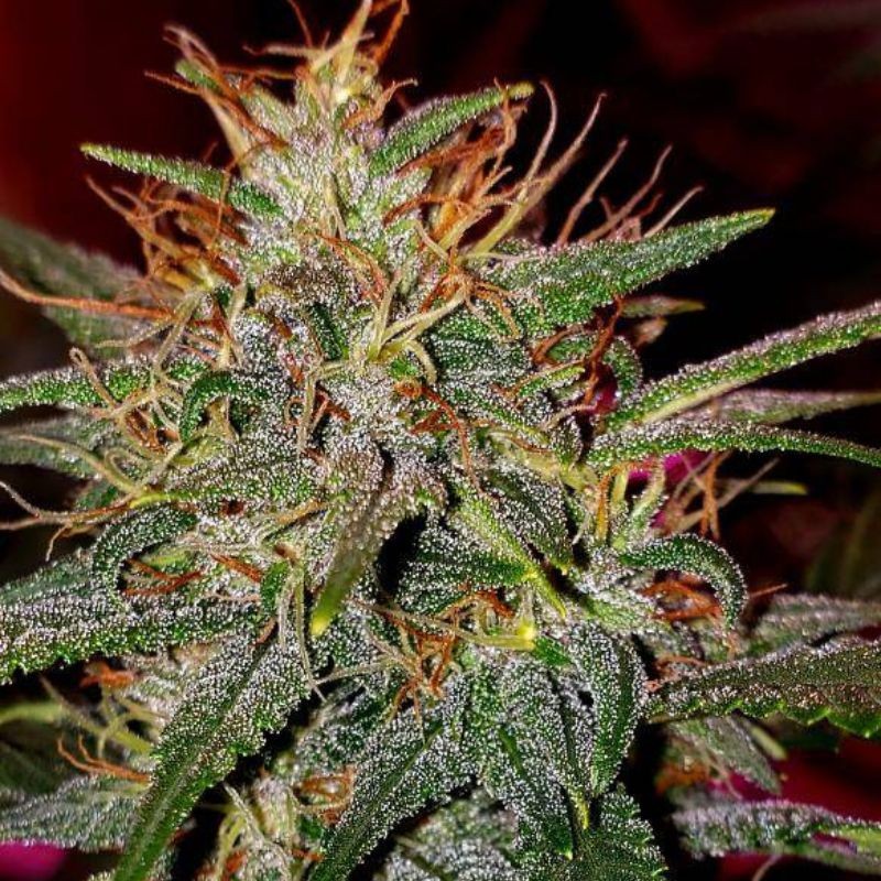 Nasiona marihuany Respect - opis odmiany konopi