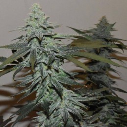 Nasiona marihuany Roots - opis odmiany konopi