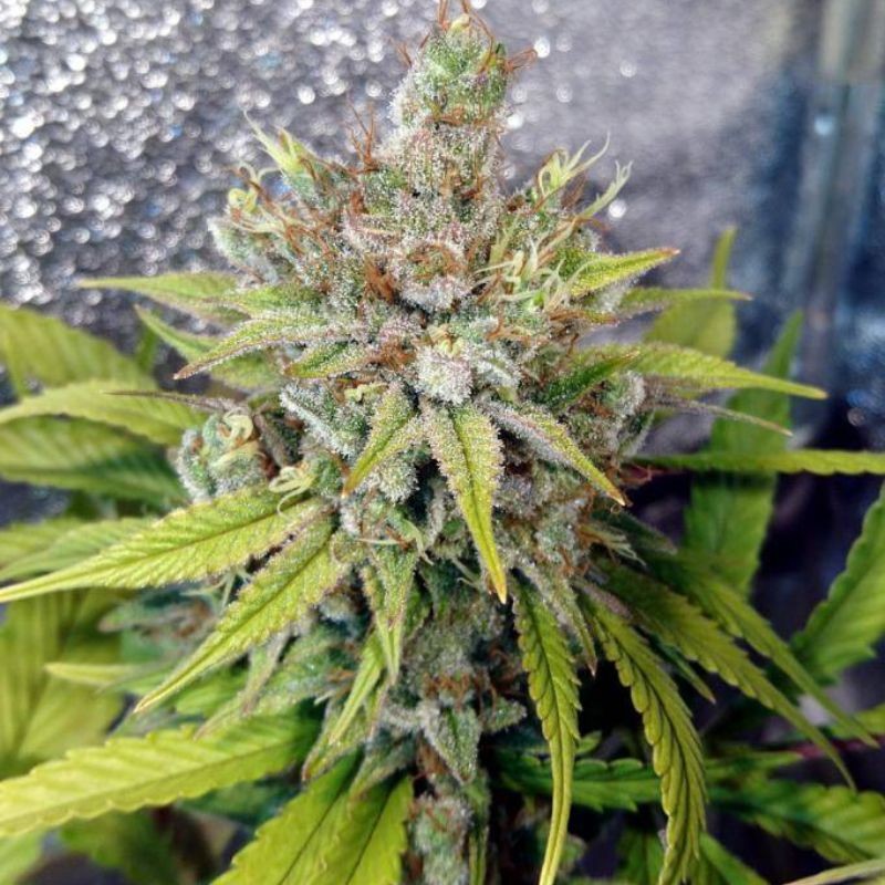 Nasiona marihuany Session Regular - opis odmiany konopi