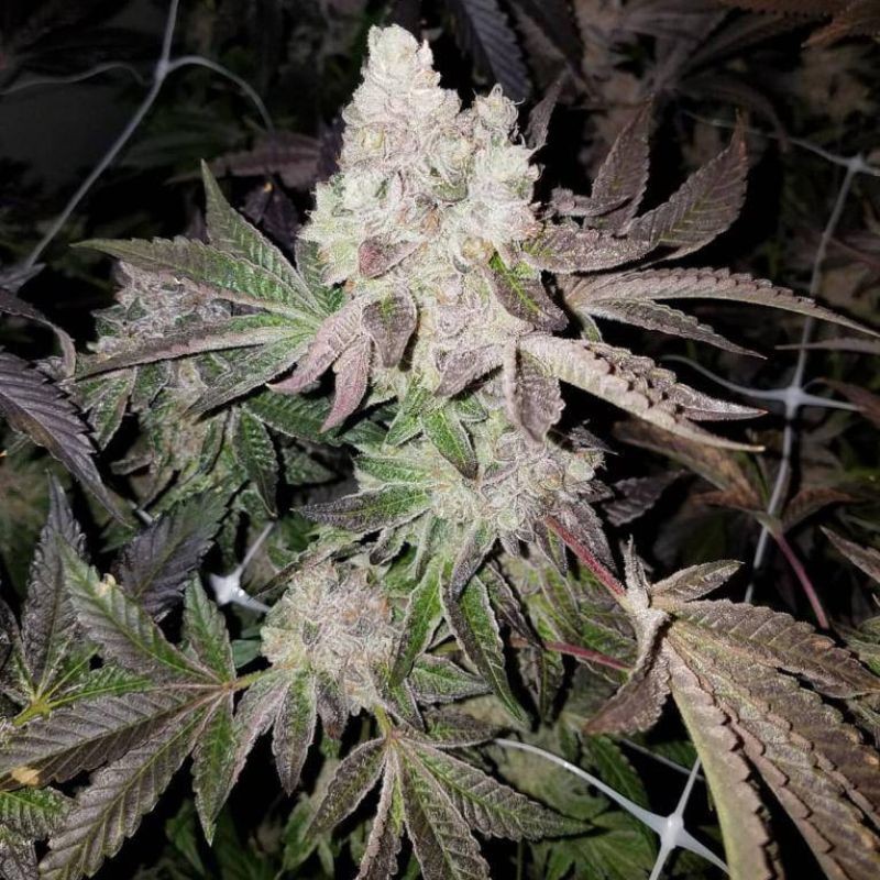 Nasiona marihuany Blackdance - odmiana konopi