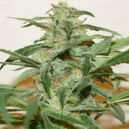 Nasiona marihuany Sra. Amparo - opis odmiany konopi