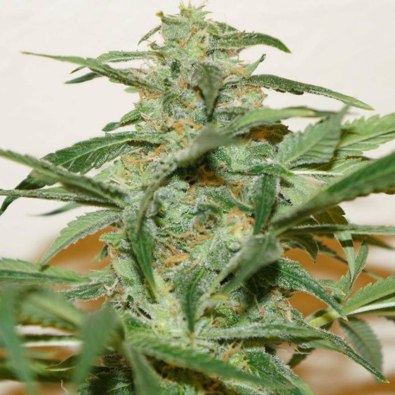 Nasiona marihuany Sra. Amparo - opis odmiany konopi