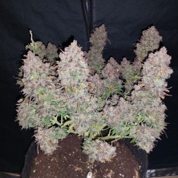 Nasiona marihuany O’Haze Red - opis odmiany konopi