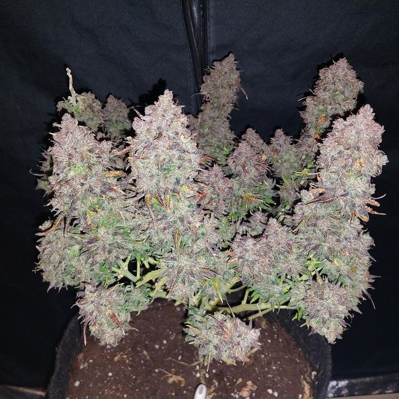 Nasiona marihuany O’Haze Red - opis odmiany konopi