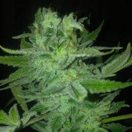 Nasiona marihuany Night Terror OG Regular - opis odmiany konopi
