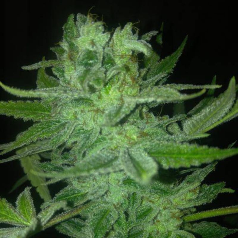 Nasiona marihuany Night Terror OG Regular - opis odmiany konopi