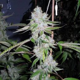 Nasiona marihuany Revolution Regular - opis odmiany konopi