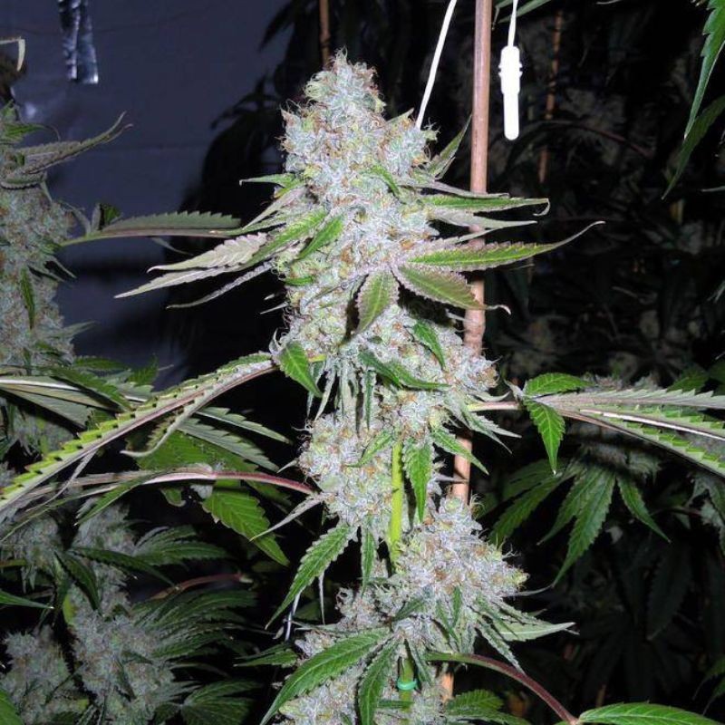 Nasiona marihuany Revolution Regular - opis odmiany konopi