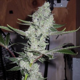 Nasiona marihuany 2y2 - odmiana konopi