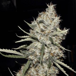 Nasiona medycznej marihuany Dullbutter - odmiana konopi