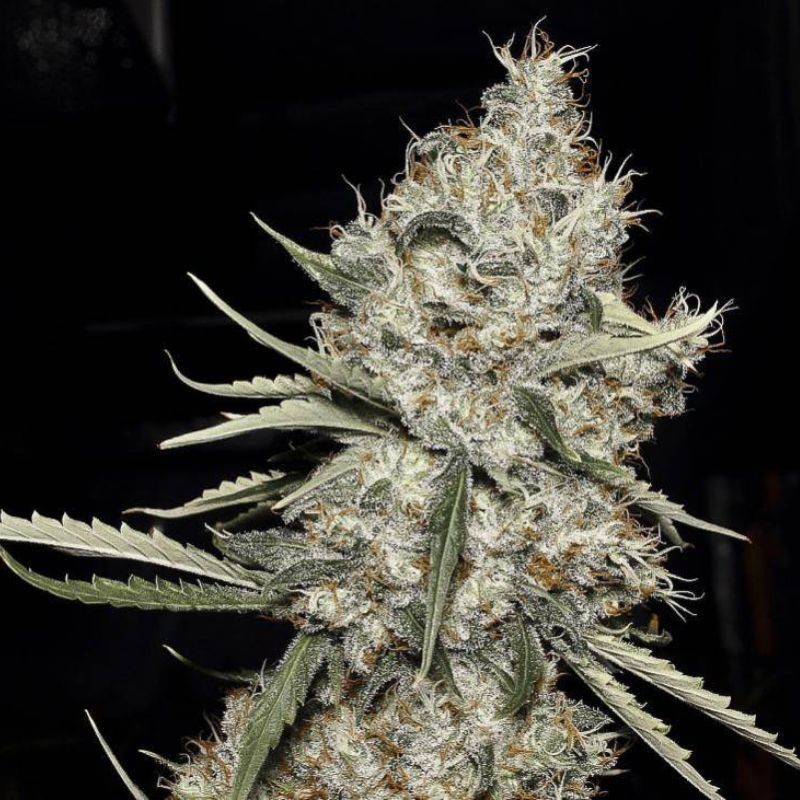 Nasiona medycznej marihuany Dullbutter - odmiana konopi