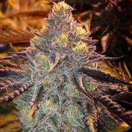 Nasiona marihuany Bananukis - odmiana konopi