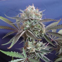 Nasiona marihuany Banana Dessert - odmiana konopi