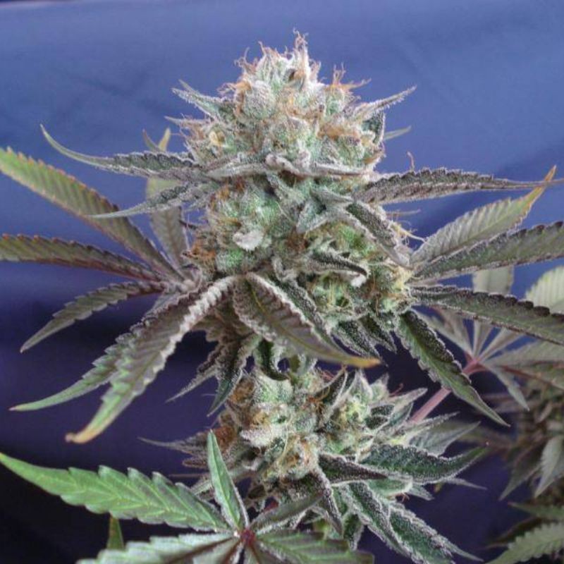 Nasiona marihuany Banana Dessert - odmiana konopi