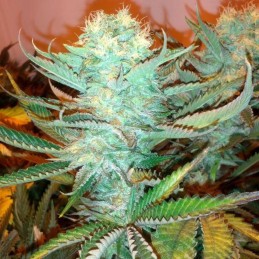 Nasiona marihuany automatyczne Super Skunk Thunderstorm Auto - opis odmiany konopi