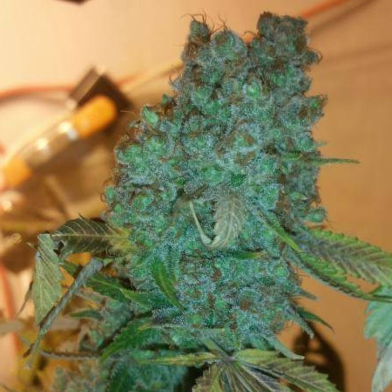 Nasiona marihuany Sublimator - opis odmiany konopi