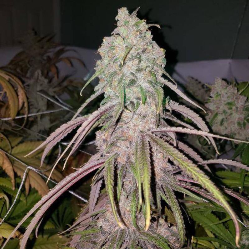 Nasiona marihuany Portela - opis odmiany konopi